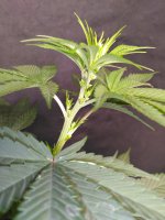 IMG_20220516_192347.jpg IMG_20220516_192347.jpg