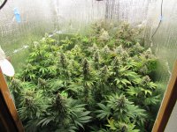 IMG_2030.JPG IMG_2030.JPG