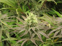 IMG_2021.JPG IMG_2021.JPG