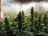 IMG_2033.JPG IMG_2033.JPG