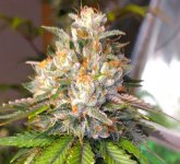 IMG_20220512_185853.jpg IMG_20220512_185853.jpg