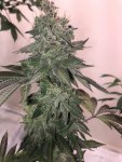 midnightcowboy x mimosa hp1.jpg