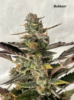 bobberr.jpeg