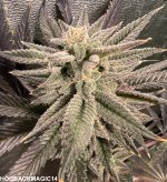 BLACK STALLION #1.jpg