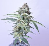 Gg4 x Lime1.jpg