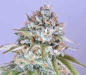 Chile verde x HAOG_close up.jpg