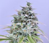 Trainwreck close up.jpg