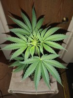 IMG_20220601_191554032.jpg