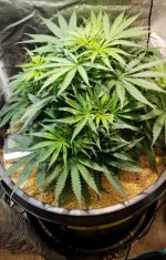 20220603_134154.jpg 20220603_134154.jpg