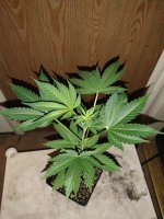 IMG_20220601_192335299.jpg