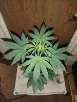 IMG_20220601_195951092.jpg