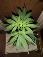 IMG_20220601_200329608.jpg