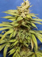 Strawberry Sunshine. out for reveg.jpg