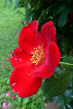 babe2 (2018_04_17 18_32_50 UTC).JPG