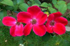 babe (2018_04_17 21_05_46 UTC).JPG