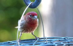 housefinch.jpg