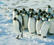 penguins-talent.jpg