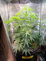 20220620_111247.jpg 20220620_111247.jpg