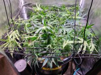 20220620_131836.jpg 20220620_131836.jpg