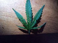 OUTDOOR LEAF 6-2022.JPG OUTDOOR LEAF 6-2022.JPG