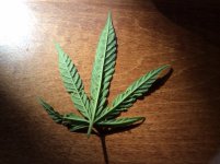 OUTDOOR LEAF 6-2022 2.JPG OUTDOOR LEAF 6-2022 2.JPG