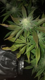 D45331AE-29AE-4419-B217-8AEBA9846236.jpeg D45331AE-29AE-4419-B217-8AEBA9846236.jpeg