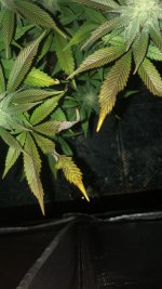 5FD49586-F56F-4438-8038-FF4A224DA049.jpeg 5FD49586-F56F-4438-8038-FF4A224DA049.jpeg