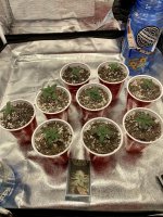 38FDB653-2D95-40C3-903D-CEE5671A4439.jpg 38FDB653-2D95-40C3-903D-CEE5671A4439.jpg