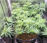 20220708_143153.jpg 20220708_143153.jpg