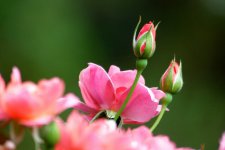 dooley2 (2018_04_17 21_05_46 UTC).JPG