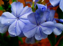 plumbago2.jpg