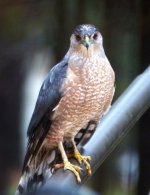 coopershawk.JPG
