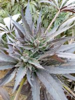 WhatsApp Image 2021-12-23 at 3.30.48 PM (1).jpg