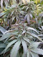 WhatsApp Image 2021-12-23 at 3.30.53 PM (3).jpg