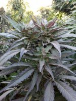 WhatsApp Image 2021-12-23 at 3.30.54 PM (1) (1).jpg