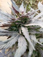 WhatsApp Image 2021-12-23 at 3.30.55 PM (1).jpg