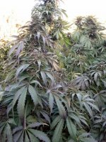 WhatsApp Image 2021-12-23 at 3.31.00 PM (1).jpg