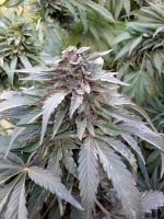 WhatsApp Image 2021-12-23 at 3.31.01 PM (2) (1).jpg