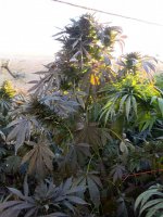 WhatsApp Image 2021-12-23 at 3.31.00 PM (2).jpg