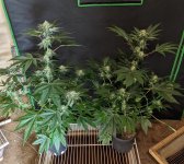 PXL_20220713_060637987.jpg PXL_20220713_060637987.jpg