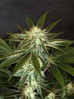 PXL_20220713_060644001.jpg PXL_20220713_060644001.jpg