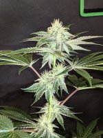 PXL_20220713_060700979.jpg PXL_20220713_060700979.jpg