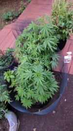 IMG-20220713-WA0004.jpeg