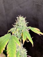 BCD0613C-C63A-4664-97E3-0BA306FFF4AB.jpg