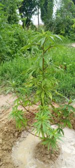 WhatsApp Image 2022-07-28 at 9.32.17 AM (1).jpeg