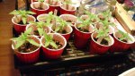 20200525_060303.jpg