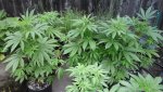 20200601_064552.jpg