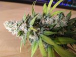 Chem D -Banana OG 6-2 (12).jpg