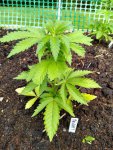 MACxDLA5_1_20200606.jpg