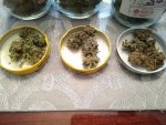 buds_20200606.jpg